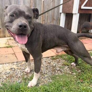 Bubbles -  Pit Bull Terrier Dog for Adoption in Trenton, Georgia - Bubbles | PetCurious