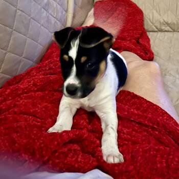 Darla -  Jack Russell Terrier and Fox Terrier Dog for Adoption - Darla | PetCurious