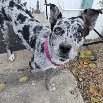 BENJI (female) -  Mixed Breed Dog for Adoption in Loveland, Colorado - BENJI (female) | PetCurious