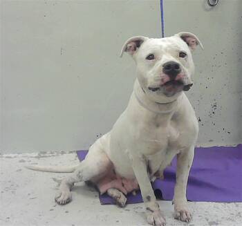 Staffordshire Bull Terrier and Mixed Breed Dogs Available for Adoption in Houston, Texas - MIRANDA | PetCurious