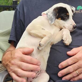 Cattle Dog Dogs Available for Adoption in Normal, Illinois - Mei | PetCurious