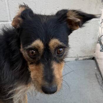 Remy -  Terrier Dog for Adoption in Reno, Nevada - Remy | PetCurious
