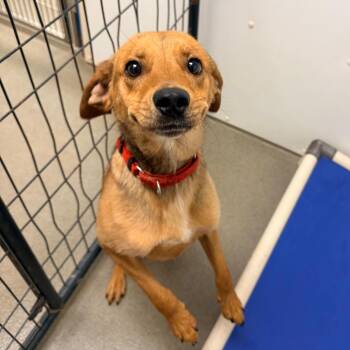 Jellybean -  Beagle and Mixed Breed Dog for Adoption in Rocky Mount, Virginia - Jellybean | PetCurious