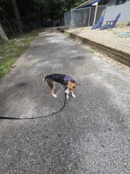 Izzie -  Beagle Dog for Adoption in Muskegon, Michigan - Izzie | PetCurious