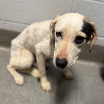 Pit Bull Terrier and Mixed Breed Dogs Available for Adoption - LEIGH | PetCurious