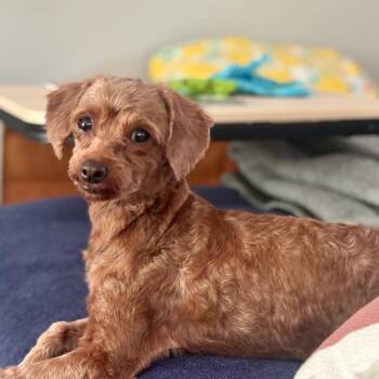 Florence -  Poodle and Mixed Breed Dog for Adoption in Boerne, Texas - Florence | PetCurious