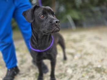 Labrador Retriever Dogs Available for Adoption in Ocala, Florida - TILLY | PetCurious