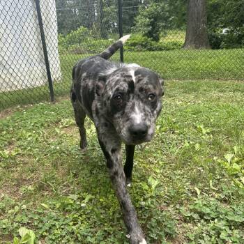 Rescue Mixed Breed Dogs for Adoption in Auburn, Alabama - Bazooka Joe | PetCurious
