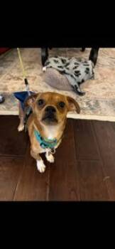 Rescue Chihuahua and Dachshund Dogs for Adoption in Kimberlin Heights, Tennessee - Spooky | PetCurious