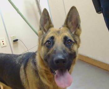 German Shepherd Dog Dogs Available for Adoption - JAZZY TRAZZY | PetCurious