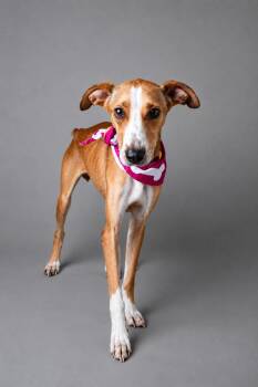 Flea -  Terrier Dog for Adoption in Plaquemine, Louisiana - Flea | PetCurious