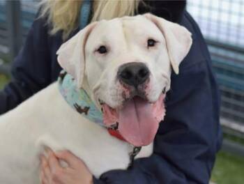 Crash -  Dogo Argentino Dog for Adoption in New York, New York - Crash | PetCurious