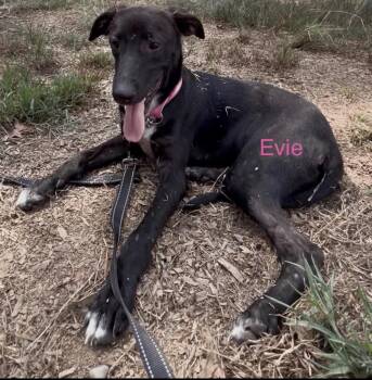 Evie -  German Shepherd Dog Dog for Adoption in Queen City, Texas - Evie | PetCurious