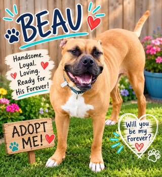 Beau -  Boxer Dog for Adoption in Pleasant Ridge, Michigan - Beau | PetCurious