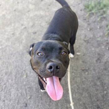 Anunoby -  Mixed Breed Dog for Adoption in Oakland, California - Anunoby | PetCurious