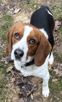 Beagle and Hound Dogs Available for Adoption - Walter | PetCurious
