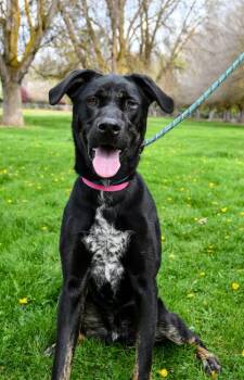 Labrador Retriever and Boxer Dogs Available for Adoption - Gurley | PetCurious