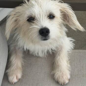 Ms. Snow Flake Sparkle -  Maltese and Yorkshire Terrier Dog for Adoption in Ridgefield, Washington - Ms. Snow Flake Sparkle | PetCurious