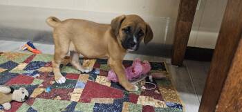 Bullmastiff and American Staffordshire Terrier Dogs Available for Adoption - Bella | PetCurious