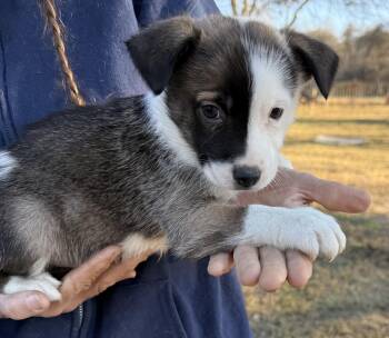 Australian Shepherd and Australian Cattle Dog Blue Heeler Dogs Available for Adoption - Olive | PetCurious