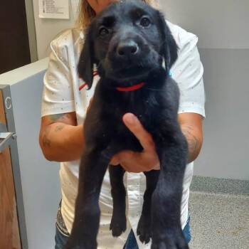 Blitz -  Doberman Pinscher Dog for Adoption in Wichita, Kansas - Blitz | PetCurious