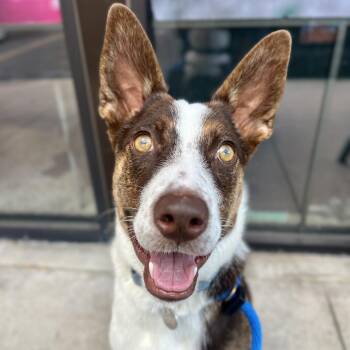 Mika -  Mixed Breed and Australian Kelpie Dog for Adoption in Salt Lake City, Utah - Mika | PetCurious