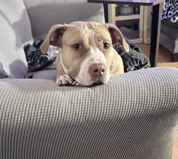 Macy May -  American Staffordshire Terrier Dog for Adoption in Garner, North Carolina - Macy May | PetCurious