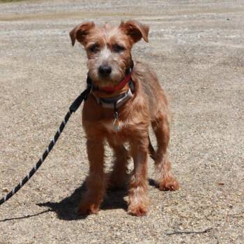 Mixed Breed Dogs Available for Adoption in Stormville, New York - CT Cecily | PetCurious