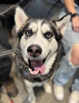 December -  Siberian Husky and Husky Dog for Adoption in Scottsdale, Arizona - December | PetCurious
