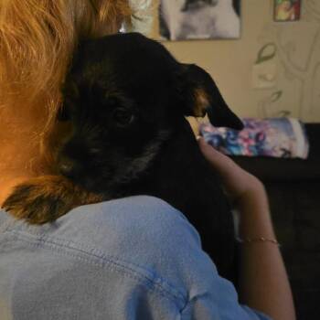 Mixed Breed Dogs Available for Adoption in Fredericksburg, Virginia - Curtin | PetCurious