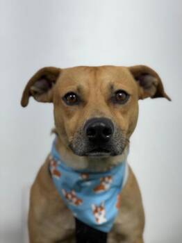 Dot-One of our Amazing Rescue Dogs -  Black Mouth Cur and Mixed Breed Dog for Adoption in Carlsbad, California - Dot-One Of Our Amazing Rescue Dogs | PetCurious