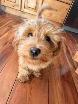Poodle Dogs Available for Adoption in Salt Lake City, Utah - Arum | PetCurious
