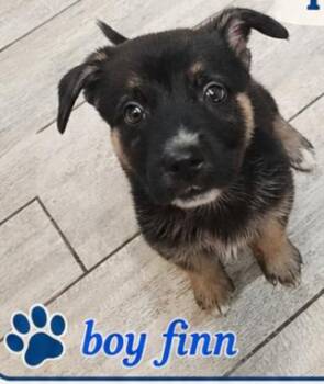 Dutch Shepherd and Husky Dogs Available for Adoption in Fort Lauderdale, Florida - Finn | PetCurious
