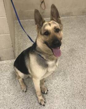 German Shepherd Dog Dogs Available for Adoption - JASMINE | PetCurious