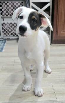 Jackson -  Hound Dog for Adoption in Irwin, Pennsylvania - Jackson | PetCurious