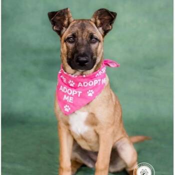 German Shepherd Dog and Dutch Shepherd Dogs Available for Adoption in Newport Beach, California - Gidget | PetCurious