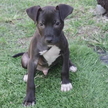Terrier and Mixed Breed Dogs Available for Adoption in Miami, Florida - Puppy Nigel | PetCurious