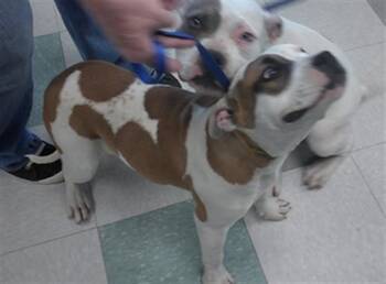 American Bulldog Dogs Available for Adoption - A471287 | PetCurious