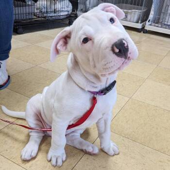 Daisy Mae FC JF -  Pit Bull Terrier Dog Available for Adoption in Union, Missouri - Daisy Mae FC JF | PetCurious