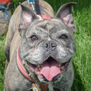 Gigi -  French Bulldog Dog for Adoption in Huntley, Illinois - Gigi | PetCurious