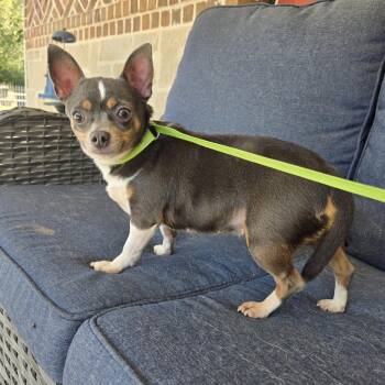 Peggy -  Chihuahua Dog for Adoption in Mansfield, Texas - Peggy | PetCurious