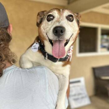Rescue Jack Russell Terrier Dogs for Adoption in Ramona, California - Mr. Littles | PetCurious