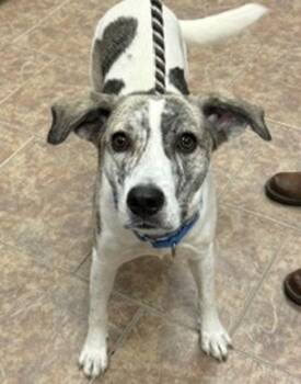 Tula -  Hound and Australian Cattle Dog Blue Heeler Dog for Adoption in Littleton, Colorado - Tula | PetCurious