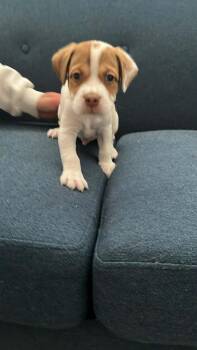 Mixed Breed Dogs Available for Adoption - Sunny (Sunflower) | PetCurious