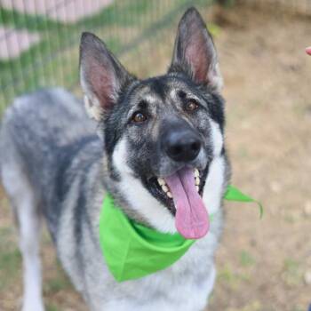 WREN -  German Shepherd Dog Dog for Adoption in San Antonio, Texas - WREN | PetCurious