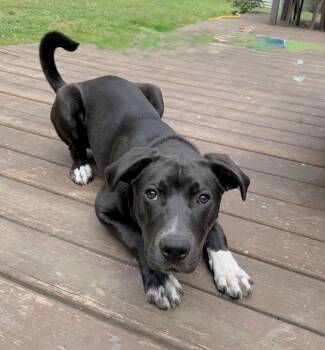 Moose -  Black Labrador Retriever and Border Collie Dog for Adoption in Huntingtown, Maryland - Moose | PetCurious