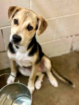 Blueberry -  Mixed Breed Dog for Adoption in Tom Bean, Texas - Blueberry | PetCurious