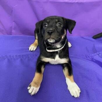 Shepherd Dogs Available for Adoption in North Myrtle Beach, South Carolina - Omen | PetCurious