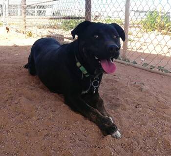 Rottweiler Dogs Available for Adoption - Ninja | PetCurious