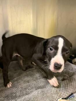 Shwarma -  Pit Bull Terrier and Mixed Breed Dog for Adoption in Westland, Michigan - Shwarma | PetCurious